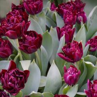 "Репетиция весны" :: Ольга 