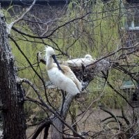 Пражский зоопарк :: Tata Wolf