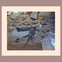 Пражский зоопарк :: Tata Wolf