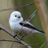 Ополовник :: Владимир Лазарев