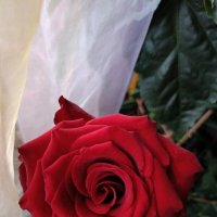 red :: Галина R...