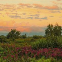 На заливных лугах :: елена беликова На заливных лугах :: елена беликова