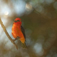 Огненный мухоед :: Svetlana Galvez