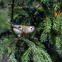 желтоголовый королек :: юрий макаров