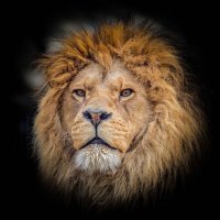 РИЧАРД :: Аркадий Лаптенко