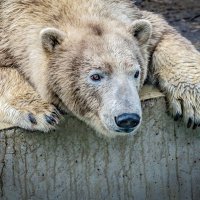 тоска..... :: Аркадий Лаптенко