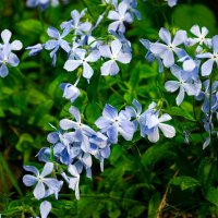 Ленок :: Александр Силинский