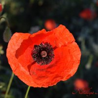 Природа Крыма :: Amazing Cosmea
