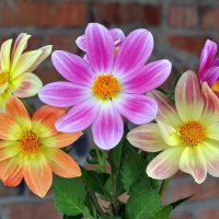 Цветы :: Владимир Зыбин