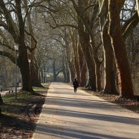 Аллея в март :: Юрий. Шмаков