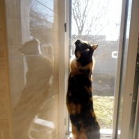 Достать невидимку... :: Наталья 