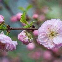 Цветы Миндаля. :: Alexandr Gunin