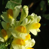 Льнянка :: Freddy 97 Льнянка :: Freddy 97