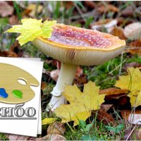 Мир Природы ...  :: "The Natural World" Александер