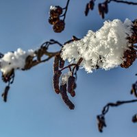 Руками не трогать - это на Восьмое Марта! :: Игорь Викторов