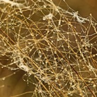 россыпь... :: Александр Герасенков