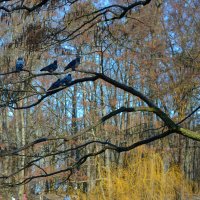 Птички. :: Константин Белоногов