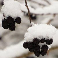 Зимняя арония :: Андрей Снегерёв