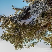 Сосна принарядилась, как на фотосессию. :: Игорь Викторов