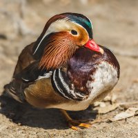 Каролинка :: SanSan 