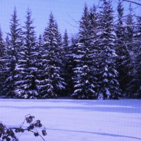 Красивые ёлочки :: Людмила Смородинская