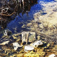 здесь купаются пёсики :: Юрий Гайворонскiий