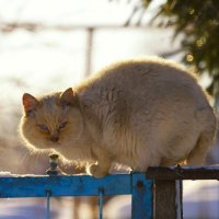 Бывалый :: Олег Денисов