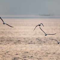 Группа чаек :: Константин Бобинский