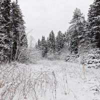 Зимний лес :: Денис Бочкарёв