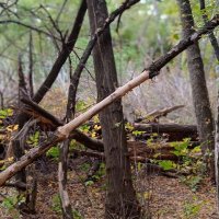 за городом :: Елена Шаламова