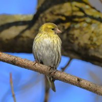 Чиж самочка :: Константин Анисимов