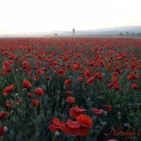 Природа Крыма :: Изумительная Космея