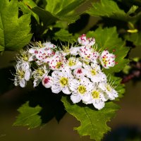 Цветение боярышника :: Николай Зиновьев