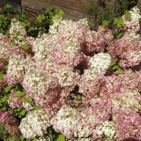 Гортензия :: Freddy 97