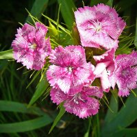 Созвездие... :: Александр Герасенков