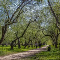 Яблоневый сад в Коломенском :: Aleksey Afonin
