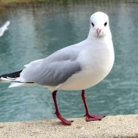 Чайка :: Валерий 