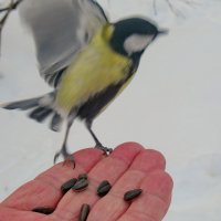 Вот взмахну крылом! :: Александр Чеботарь