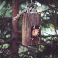 белка в кормушке :: Антон Лихач