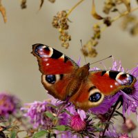 опять про бабочек...525 :: Александр Прокудин