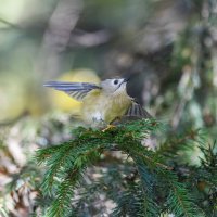 желтоголовый королек :: юрий макаров