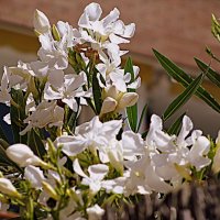 Сады Барселоны. :: Владимир Драгунский