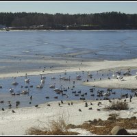 *** :: Aleksandr Gal