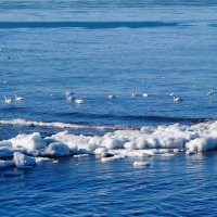 Лебеди, февраль, Балтийское море, Калининградская область :: Рита Симонова