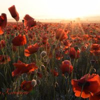 Природа Крыма :: Изумительная Космея