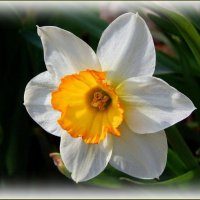 Весенний нарцисс ... :: Валентина Надсон