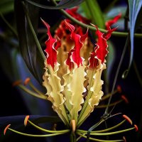 Глориоза :: Андроник Александр 