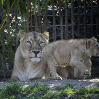 *** :: Андроник Александр 