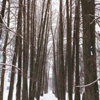 В ожидании весны :: светлана льдокова