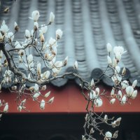 Начало цветения магнолии :: Дмитрий 